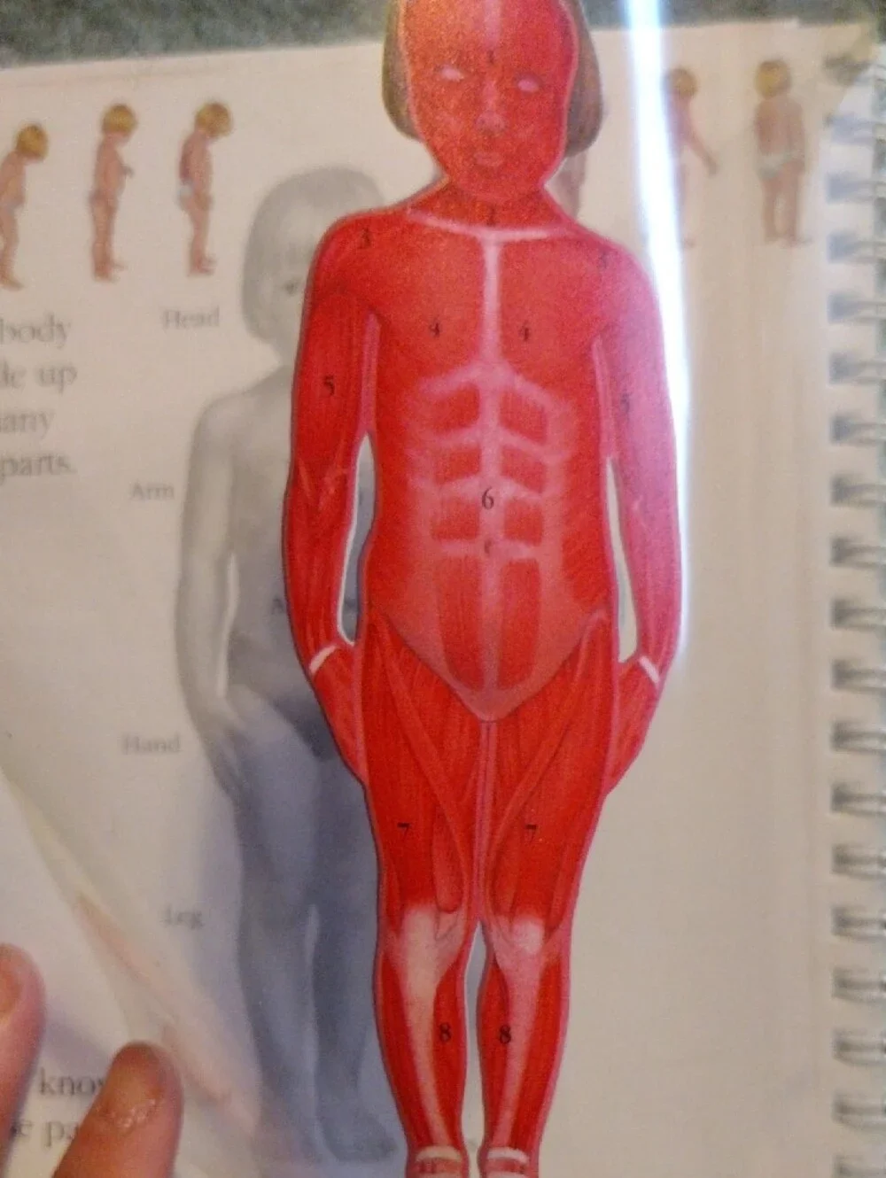 3/$15 - The Human Body